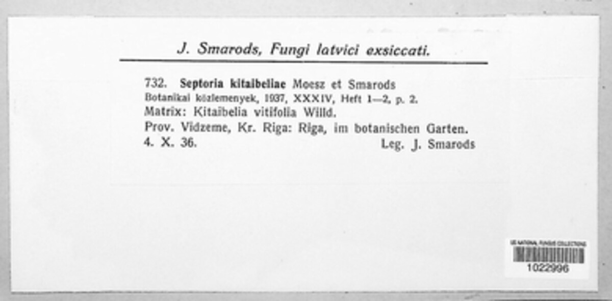 Septoria kitaibeliae image